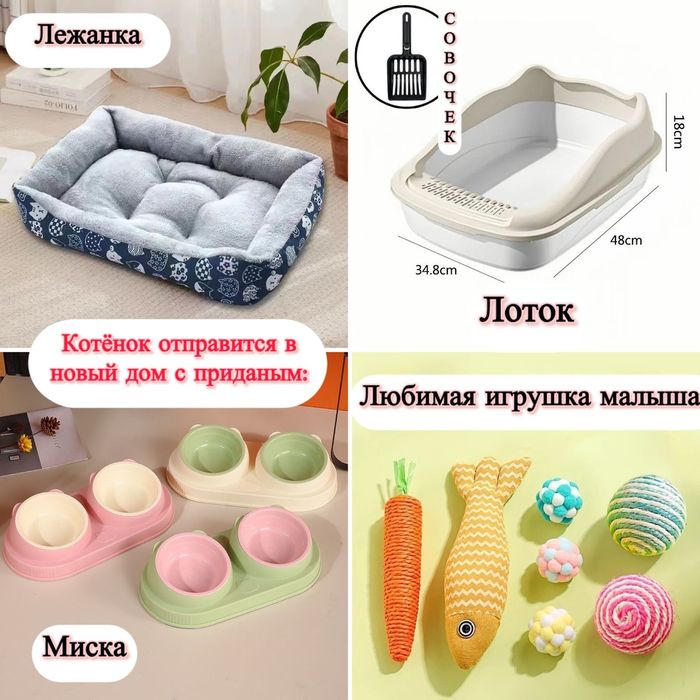 Котята Донского сфинкса Бронь