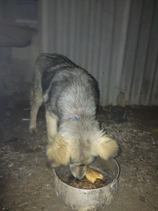 Сабака афчарка алатын болсандар бесплатно