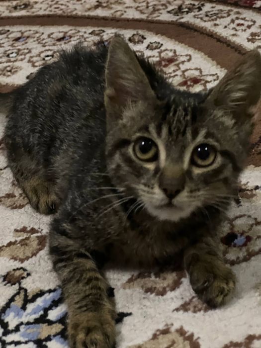 Mushuk bola damashni