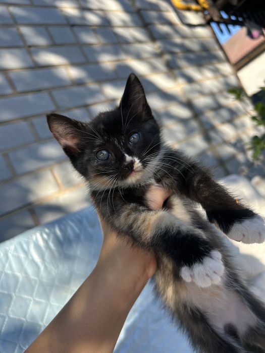 Отдам котят в добрые руки