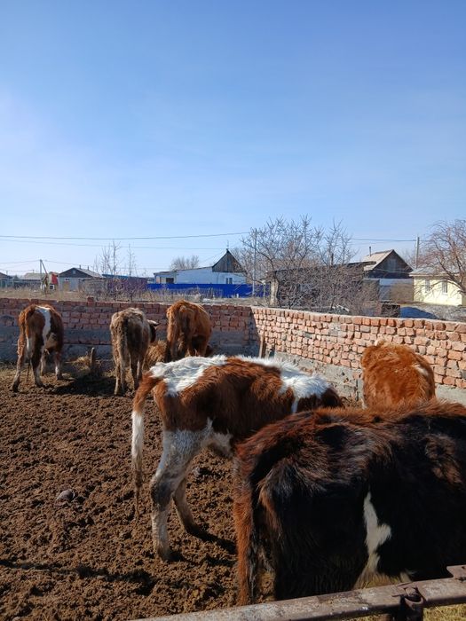 Продам коров, много