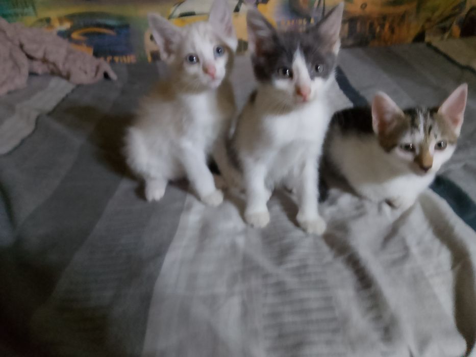 Отдам котят бесплатно