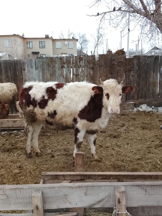 Продается тёлочка откорм