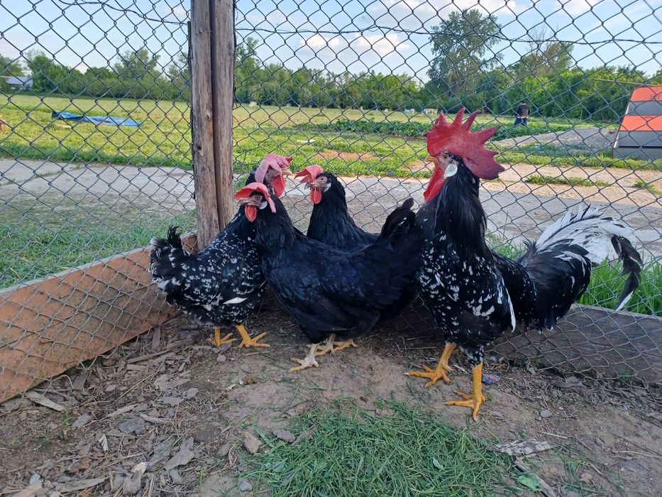 Ouă de italiana bobată și neagră