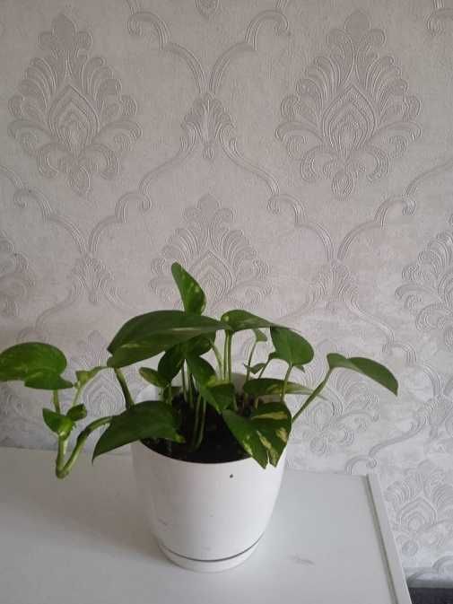 Продам сциндапсус золотистый = 1 000 тг