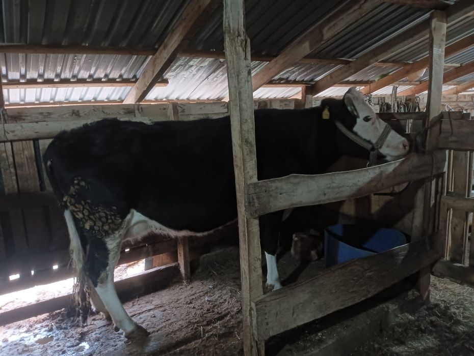 Сауын сиыр чернопёстрый.