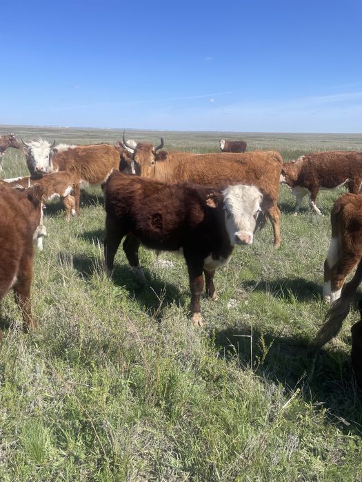 Продаются годовалые бычки