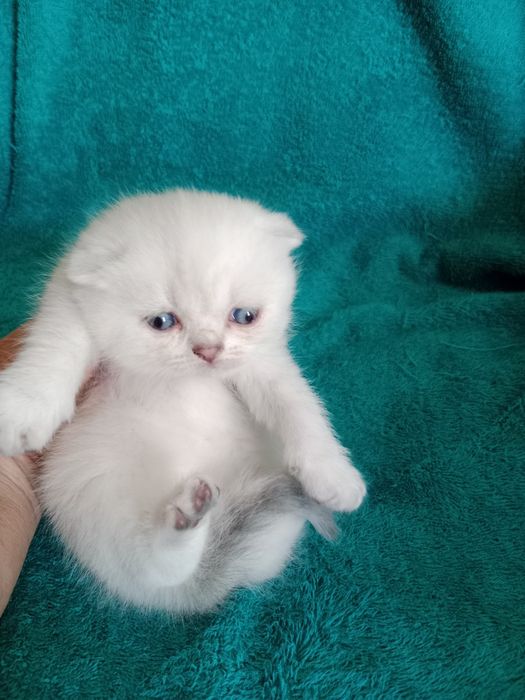 Шотланские котята