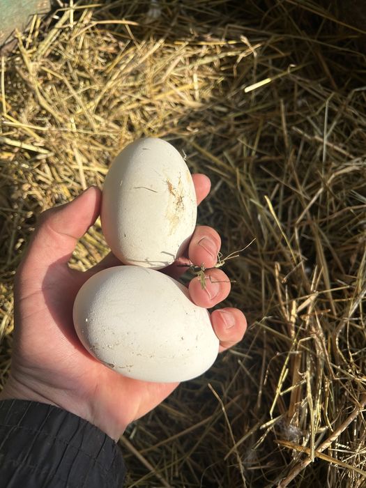 Гусиние яйца.