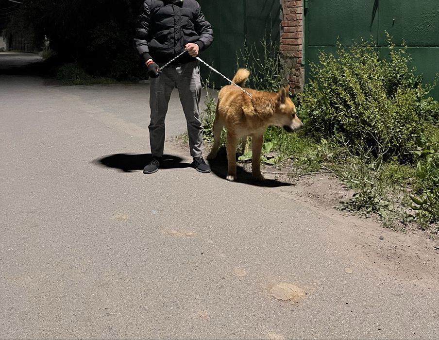 Хатико Американский акита