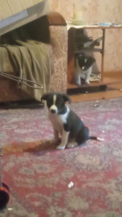 Отдам даром в хорошие руки.