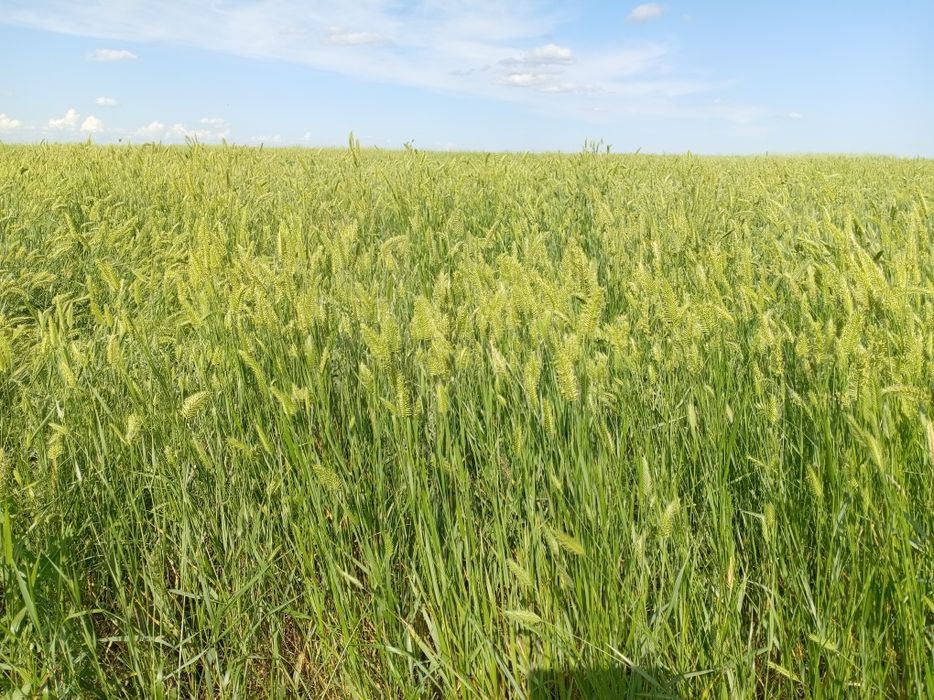 Продам сено степное