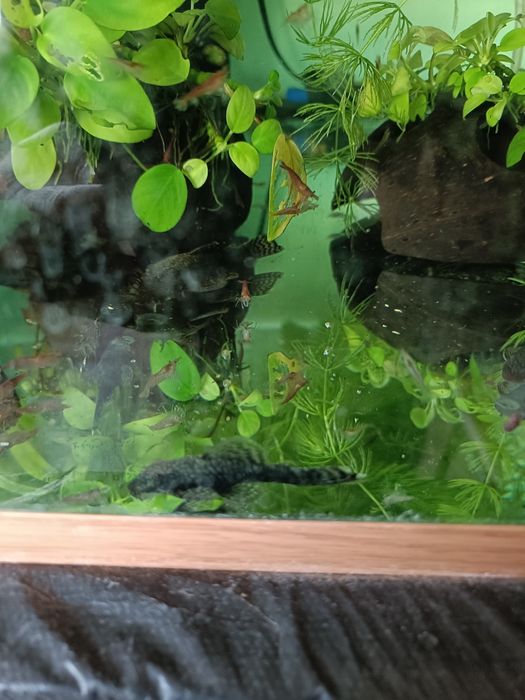 Сомики анциструсы