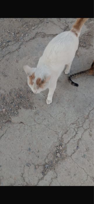 Котята и кошка в добрые руки