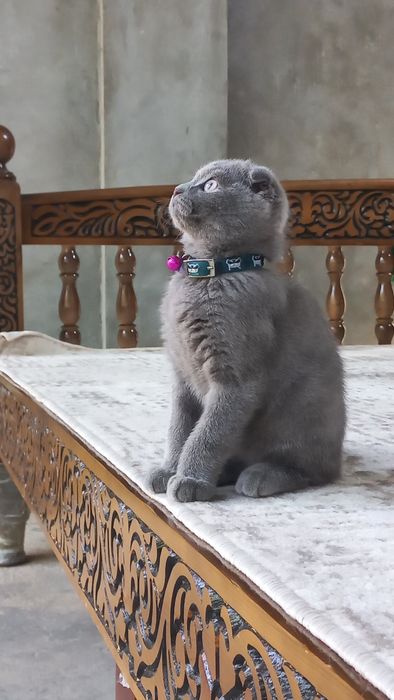 Зотдор мушукча.  Страйт фолд. Шотланский выслоухи.  3 ойлик.  Срочно.