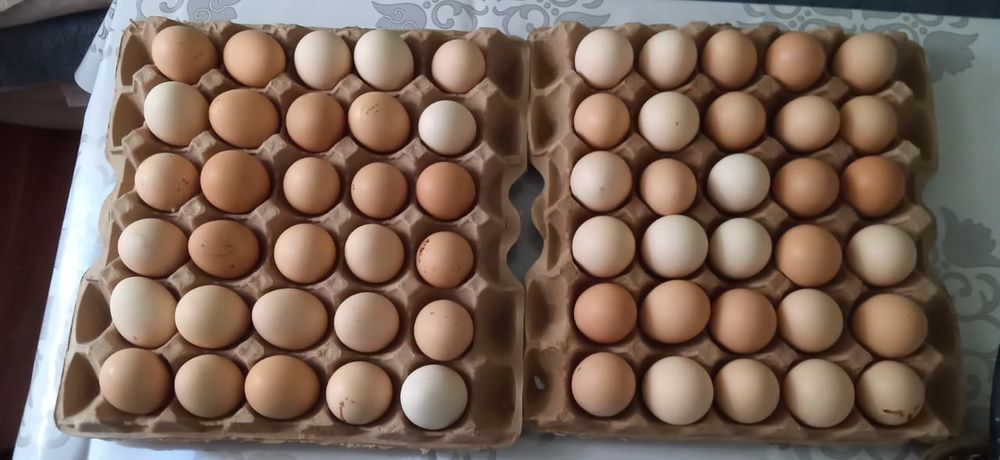 Куриные яйца домашние на инкубатор свежие не замароженные