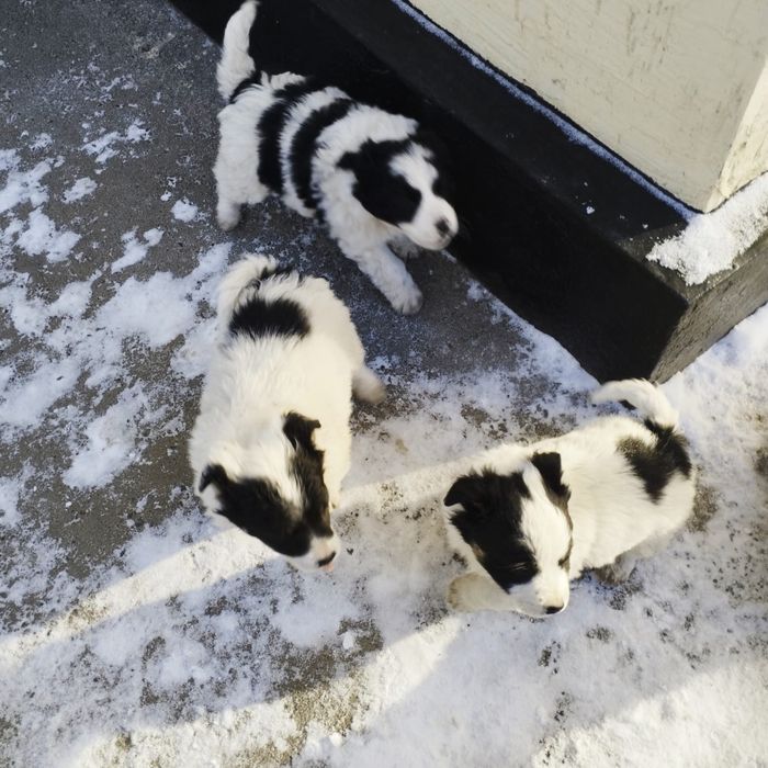 Отдам хороших щенят