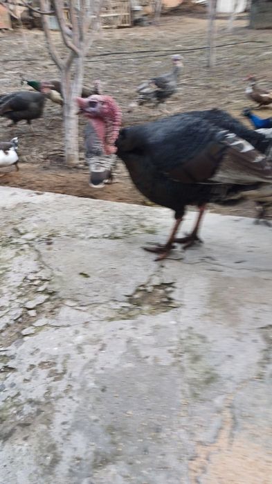 Индюк 2жас семиз