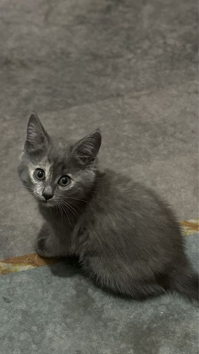 Котята девочки 1,5 месяца