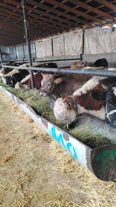 Откормда тұрған тана сатамын 13 дана