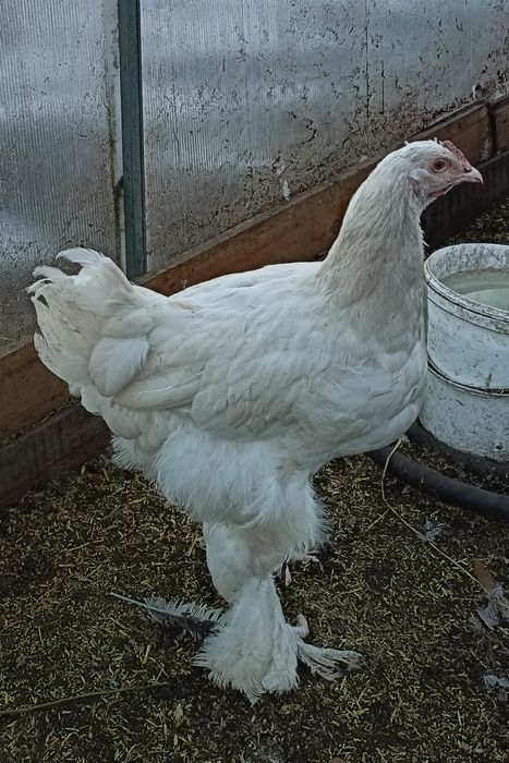 Продам петухов Брама.