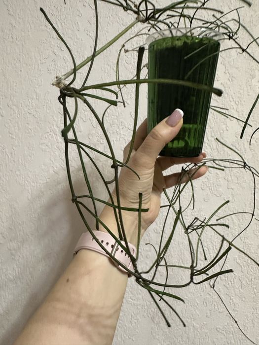 Hoya Retusa хоя,  ретуса