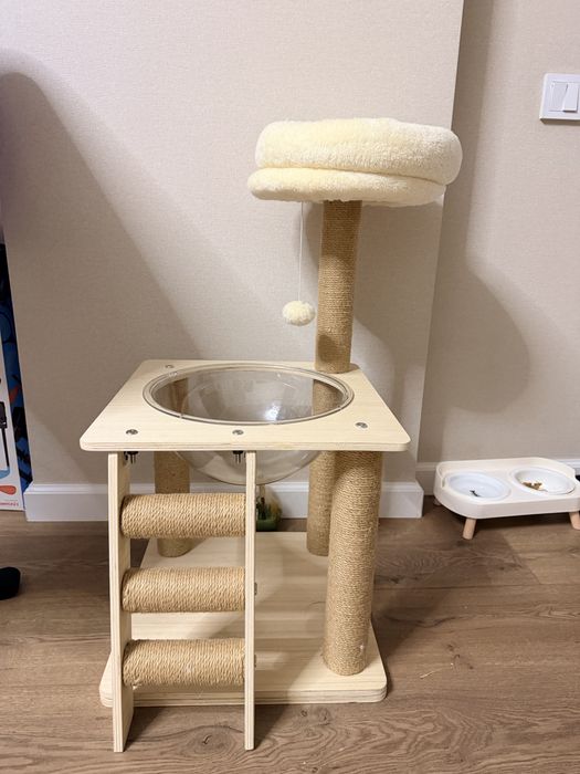 Котенок Шотландский Скоттиш страйт