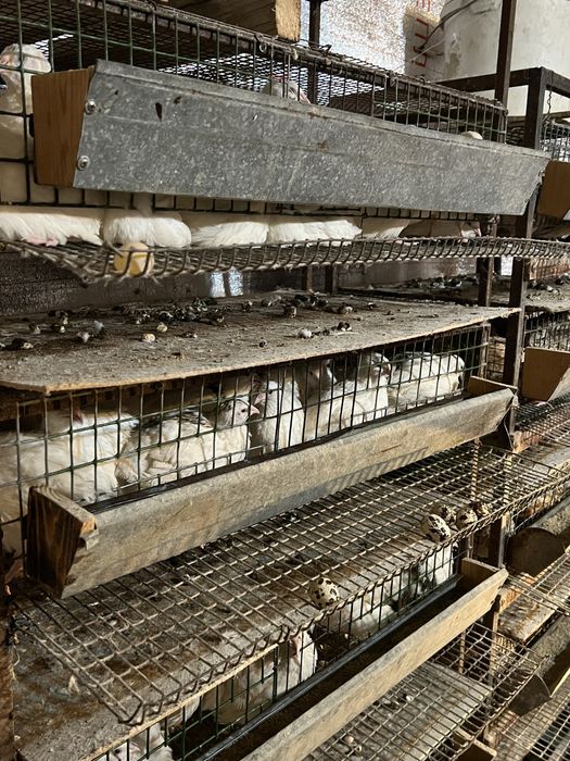 Бөдене сатылады. Порода