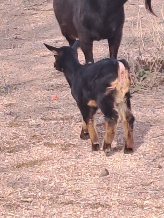Козочка молочной породы.