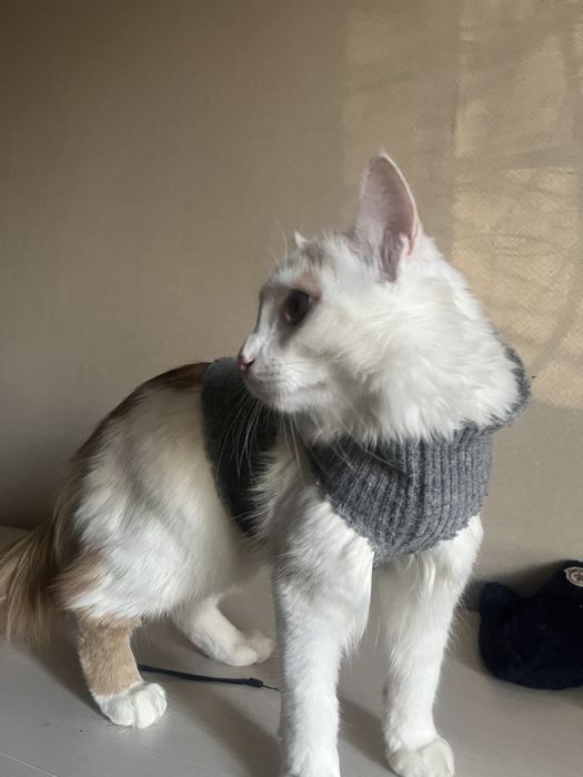 Котик ищет любящий дом