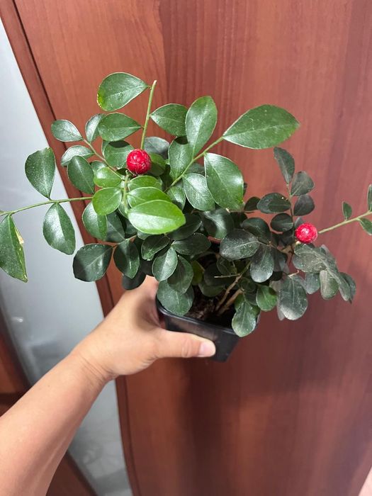 Комнатные растения