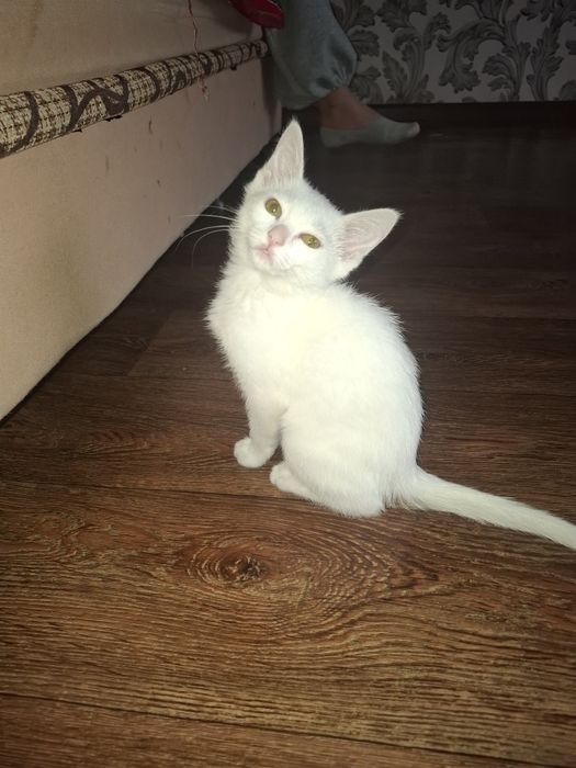 Марғау тегін беремін