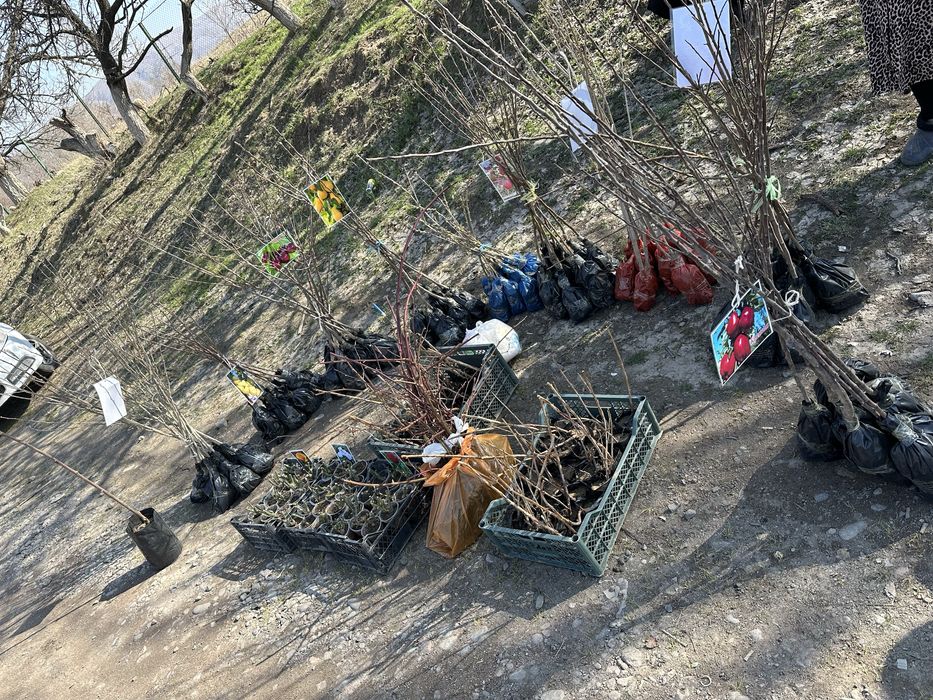 Жемыс жидек көшеттер