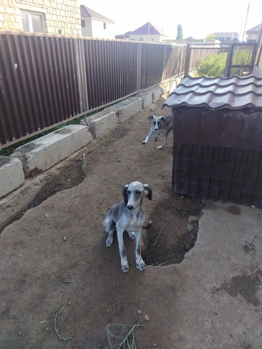 Продам щенка Казахской тазы