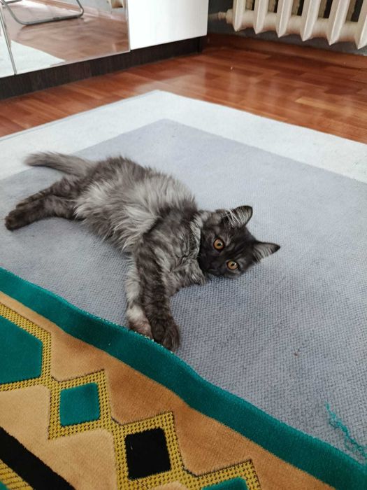 Котенок Мейн кун полукровка 20000 тг