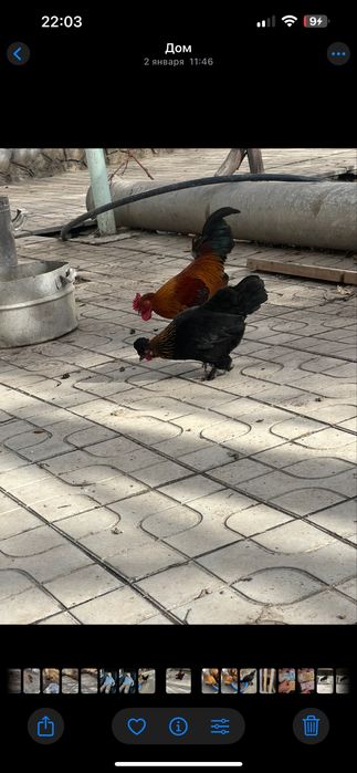 Yapon tovuqlar sotiladi yoshiga tulgan 1 yosh