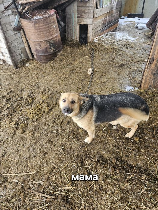 Щенки немецкой овчарки