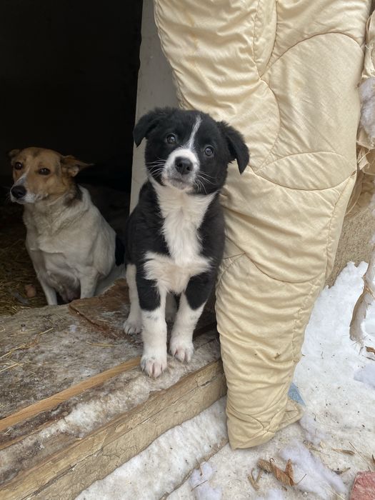 Отдам девочку в добрые руки!