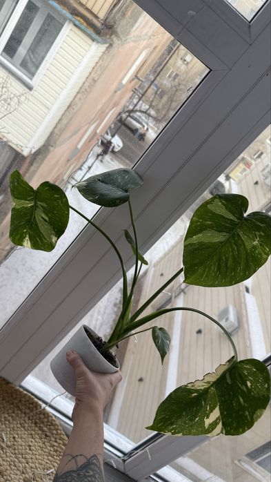 Продам монстера Тайское созвездие