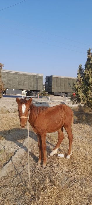 Тойлар сотилади.