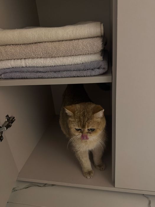 Золотая британская шиншила