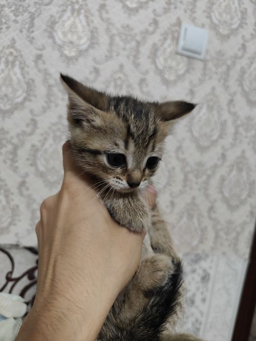 Отдать котят в добрые руки