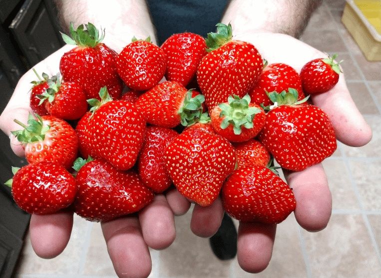 Продавам ягоди и малини расат