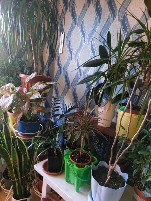 Комнатные цветы продам