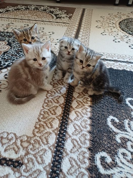 Котята мраморные шотландцы