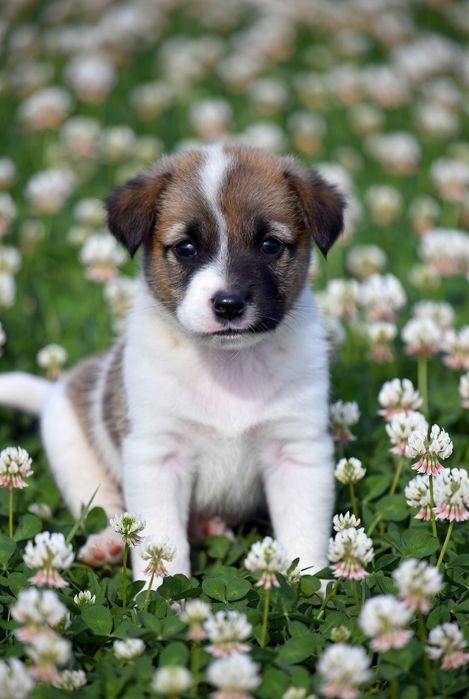 Умненькие щеночки дворянских кровей