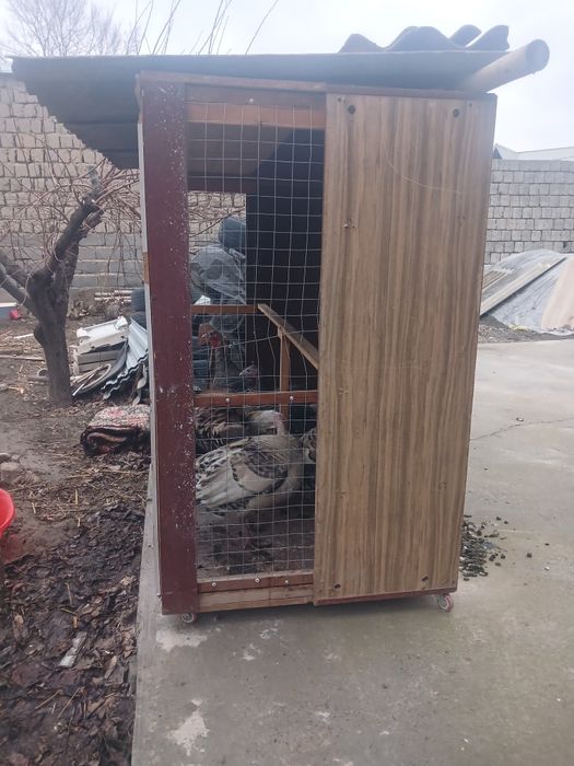 Tovuq kattak sotiladi