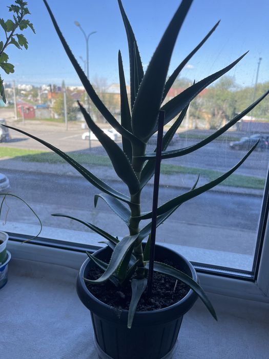 Комнатные растения