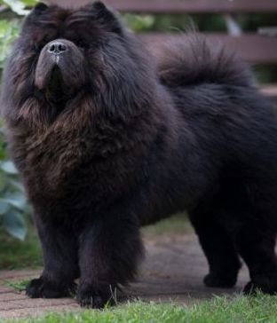 Собака чау чау продам.