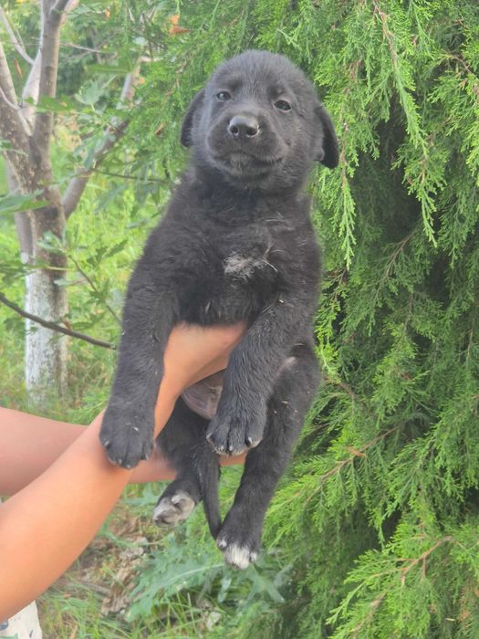 Chiroyli va aqlli Avcharka kuchukchalari sotiladi